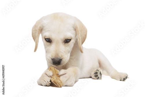 puppy labrador isolated on white background.