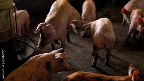 Breeder pig with dirty body scramble eat food , Close-up of Pig's body beset livestock .Big pig on a farm in a pigsty, young big domestic pig at animal farm indoors,4k video photo