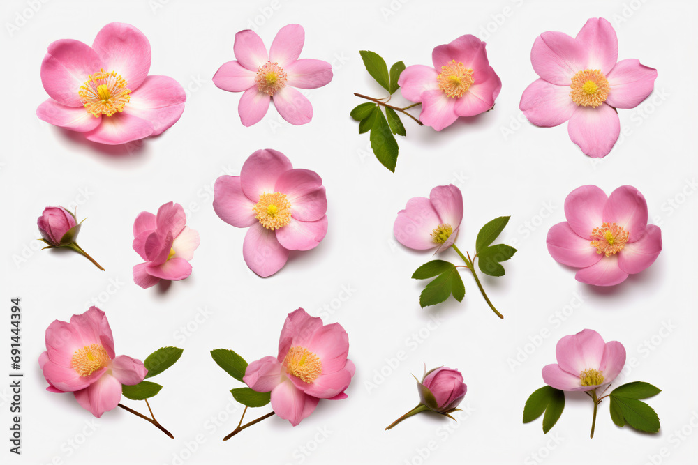 a collection of pink flowers on a white surface