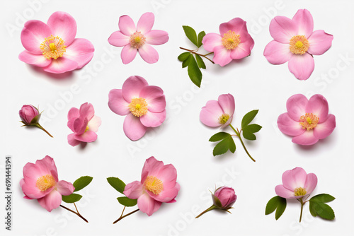 a collection of pink flowers on a white surface