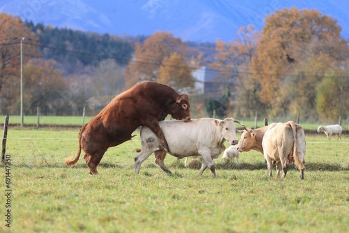 Parade de d'accouplement d'un taureau et une vache