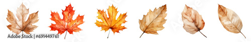 Dead leaves,dry leaves, autumn and winter plant leaves, maple leaves on white background, vector watercolor illustration