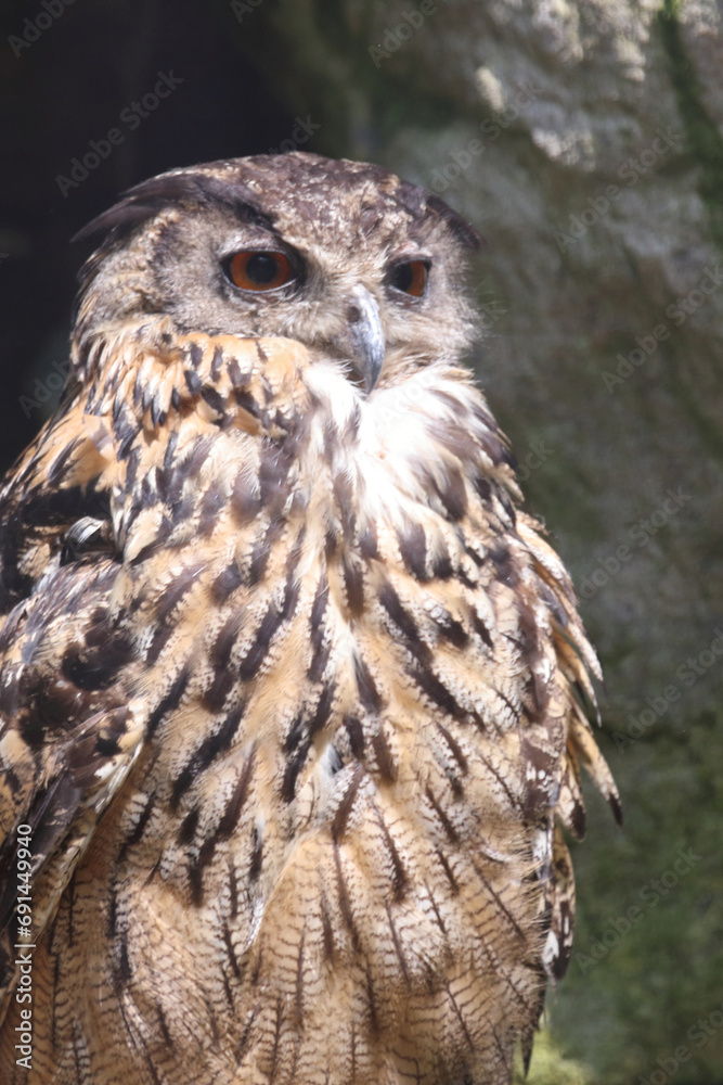 Obraz premium Uhu / Eurasian eagle-owl / Bubo bubo