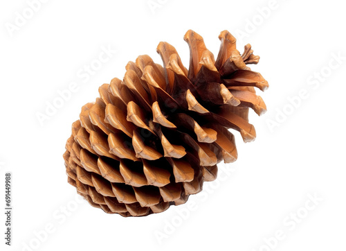 Dried pine cones isolated on transparent background