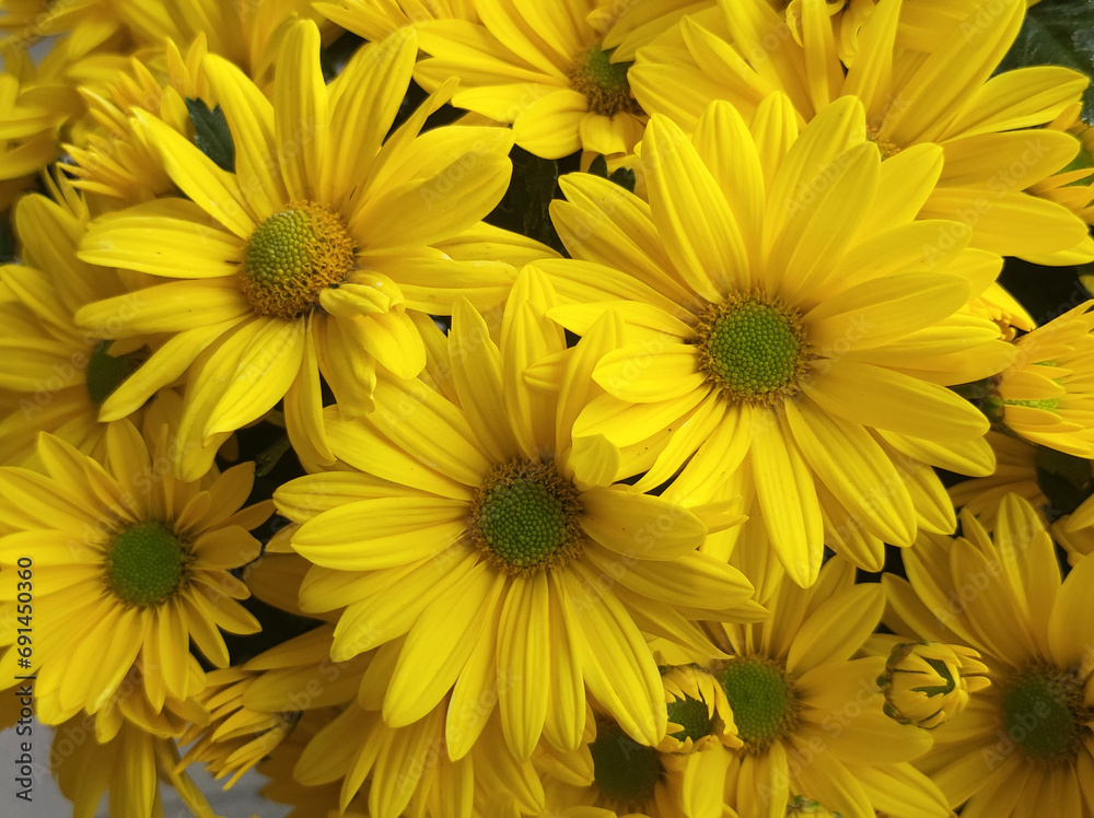 yellow blooming chrysanthemums in the garden