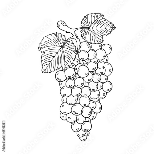 Hand drawn a bunch of grapes isolated on a white background. Doodle, simple outline illustration. It can be used for decoration of textile, paper.
