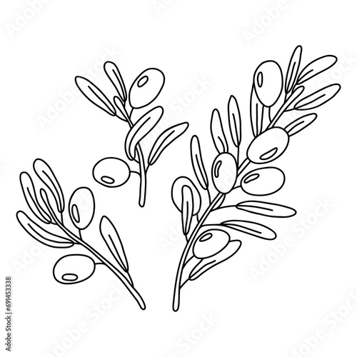 Set of hand drawn olive twigs isolated on a white background. Doodle, simple outline illustration. It can be used for decoration of textile, paper and other surfaces.