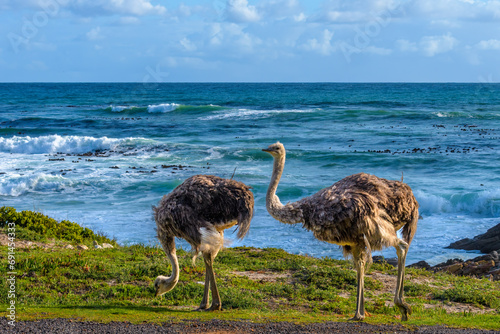 South African or Cape ostrich (Struthio camelus australis), Cape of Good Hope