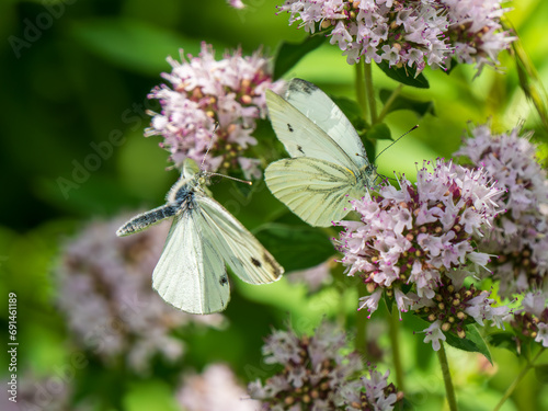 Male Green-veined White Butterfly in Flight attempting to Mate © Stephan Morris 