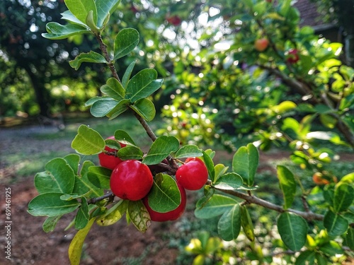 Sianci, Aserola or Barbados cherry (Malpighia emarginata) is a type of fruit-bearing tropical shrub that is part of the Malpighiaceae family.
 photo