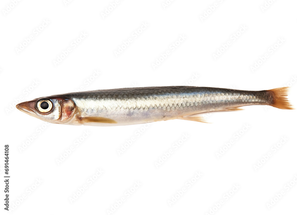 Anchovy isolated on transparent background Anchovy isolated on transparent background