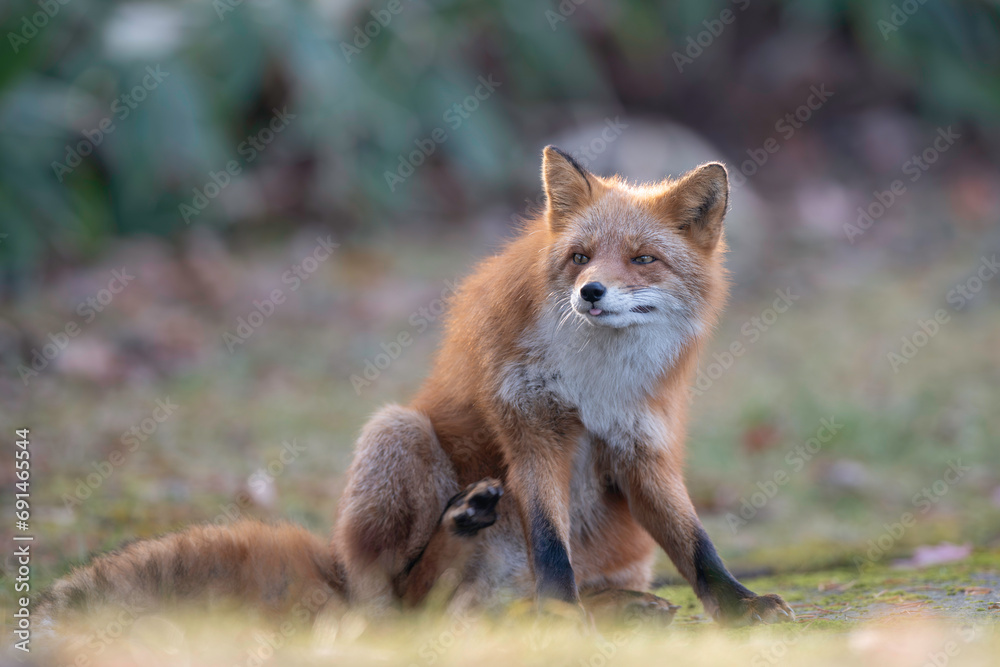 Naklejka premium 冬のキタキツネ