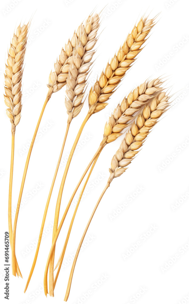 Wheat ears isolated on transparent background