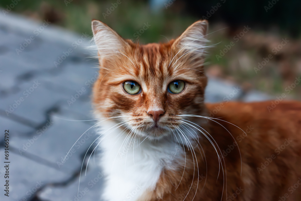 cute orange cat with green eyes furry feline close-up, city and friends. cute orange cat with green eyes furry feline close-up, city and friends.