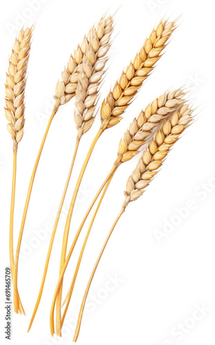 Wheat ears isolated on transparent background
