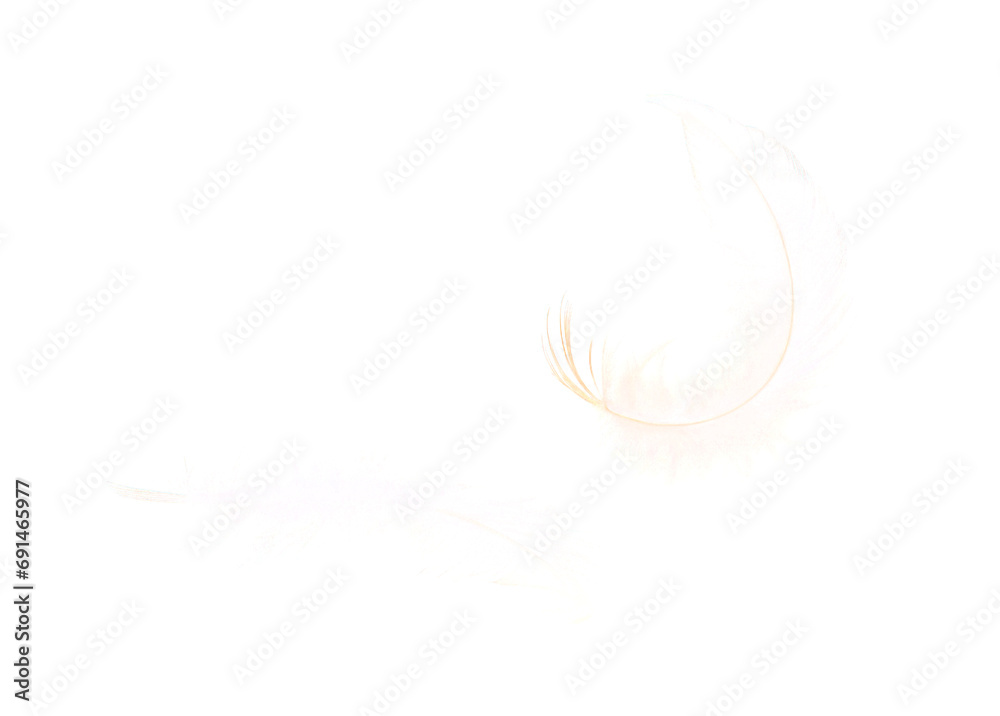 Feathers flying in the air isolated on transparent background Feathers flying in the air isolated on transparent background