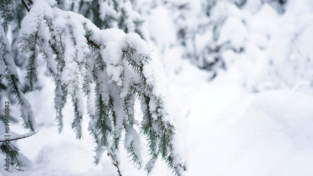 Pine tree branches covered with real snow Pine tree branches covered with real snow