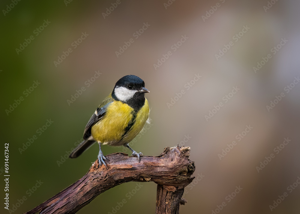 Great tit on a branch Great tit on a branch