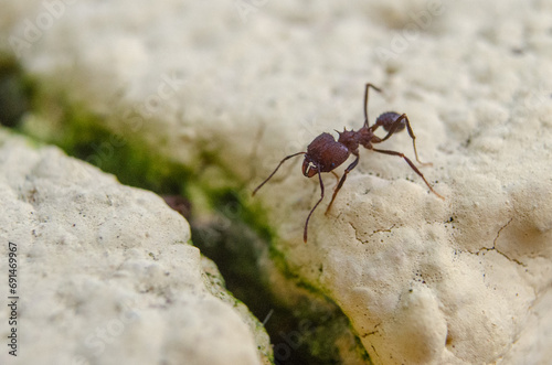 Ant on the ground