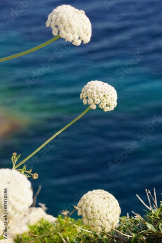 Close up of mediterranean flowers in front of the ocean in Menorca