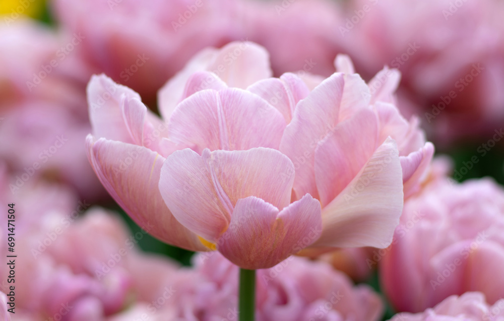 Close-up of tulip flower the colorful background. Close-up of tulip flower the colorful background.