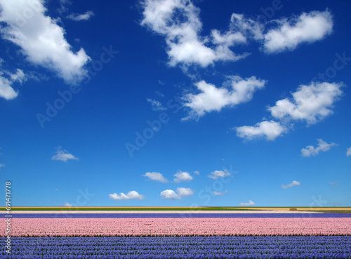 Field of hyacinths and white clouds on a blue sky