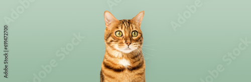 Fototapeta Naklejka Na Ścianę i Meble -  Portrait of a Bengal cat on a green background.