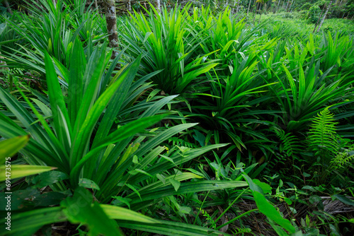 Pandan leaves grow in tropical forest