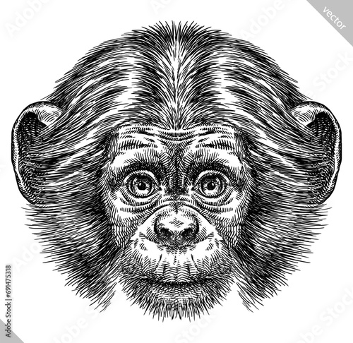 Vintage engraving isolated chimpanzee set illustration chimp ink sketch. Monkey background primate silhouette art. Black and white hand drawn vector image