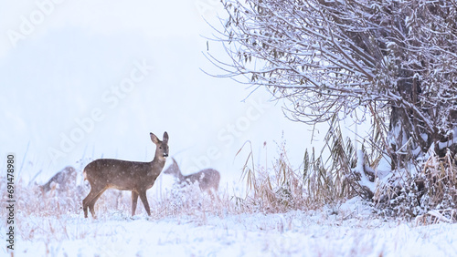 Roe deer family in winter. Group of deer in snow covered country. Wild animals with snowy trees on background