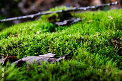 green moss on the stub in macro
