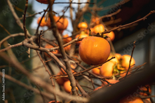 Close-up of a persimmon that hangs on the branches of a tree, harvesting, juicy fruit and ripe fruit with persimmon trees