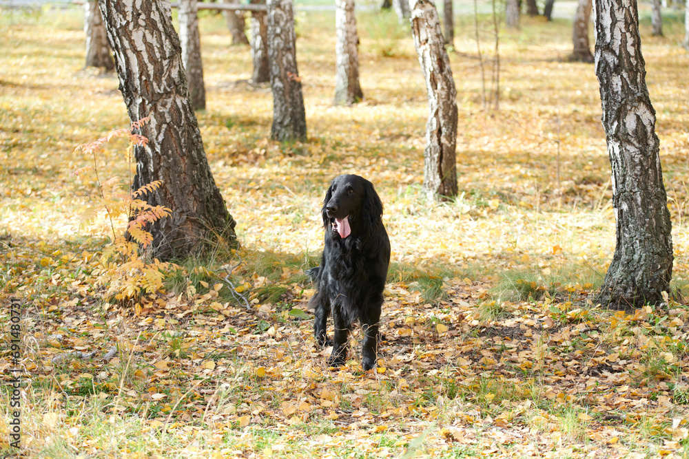 Portrait of black flat-coated retriever walking and playing in the autumn park, purebred dog against the backdrop of urban nature Portrait of black flat-coated retriever walking and playing in the autumn park, purebred dog against the backdrop of urban nature