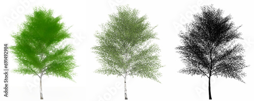 Set or collection of Japanese White Birch trees, painted, natural and as a black silhouette on white background. Concept or conceptual 3d illustration for nature, ecology and conservation, strength