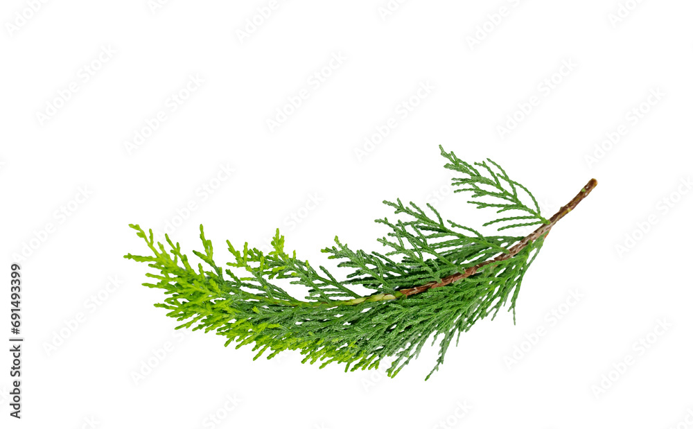 Fototapeta premium A branch of a cypress (Cupressus sp) in the autumn