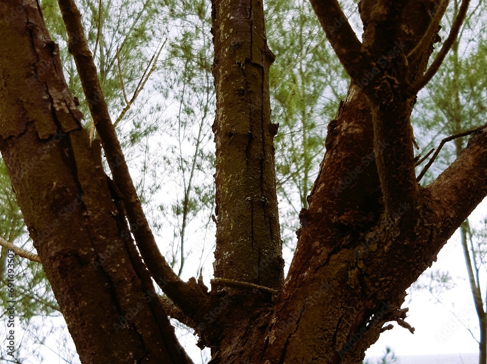 Casuarina Casuarina