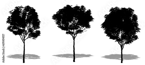 Set or collection of London Plane trees as a black silhouette on white background. Concept or conceptual vector for nature, planet, ecology and conservation, strength, endurance and  beauty