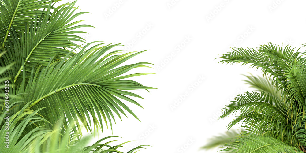 Close up palm leaf isolated on white