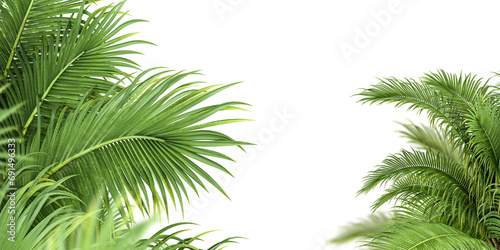 Close up palm leaf isolated on white