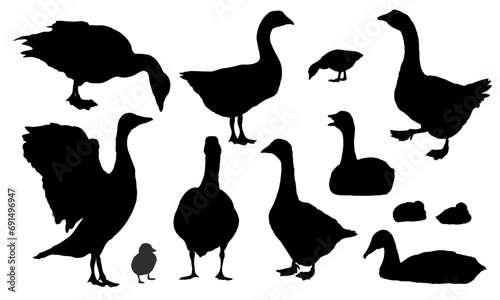 Set of silhouettes of gray geese.. The gray domestic goose stands, looks for food, takes off and swims. Geese and goslings. Farm Birds, Realistic Vector Animal