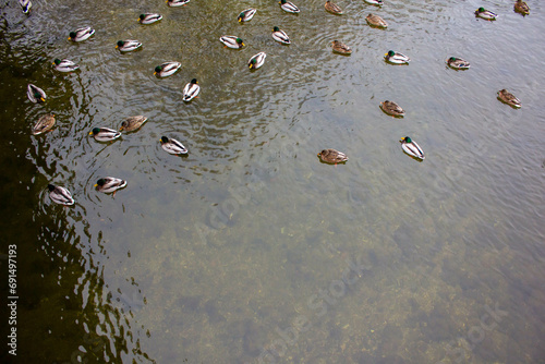 a flock of ducks in a winter pond
