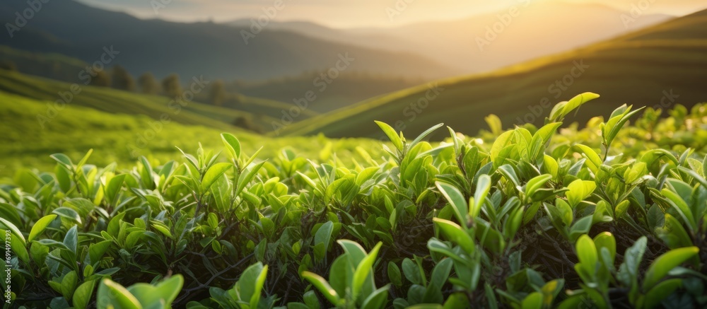 tea plantation background, tea plantation in morning light, Green tea buds and leaves at early morning on plantation. - obrazy, fototapety, plakaty 