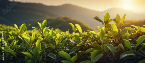tea plantation background, tea plantation in morning light, Green tea buds and leaves at early morning on plantation.