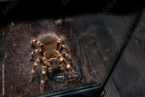 A spider injects venom into a madagascar cockroach in a terrarium close-up. Acanthoscurria geniculata. Phobia concept. Toxic poison. Brazilian large size tropical animals. Blaptica dubia. 4k footage