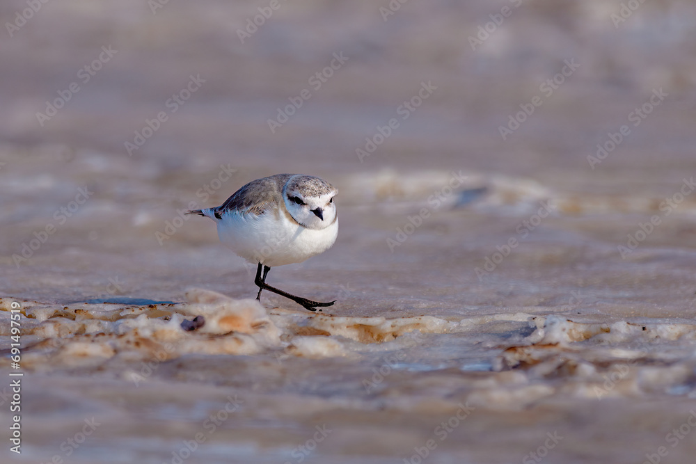 Lesser sand plover (Charadrius mongolus), Walvis bay, Namibia, Africa Lesser sand plover (Charadrius mongolus), Walvis bay, Namibia, Africa