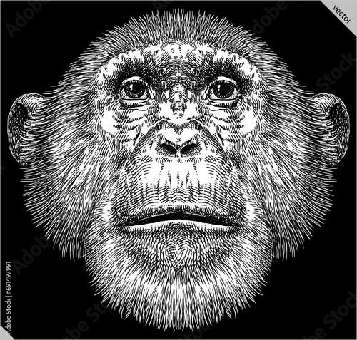 Vintage engraving isolated chimpanzee set illustration chimp ink sketch. Monkey background primate silhouette art. Black and white hand drawn vector image