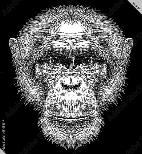 Vintage engraving isolated chimpanzee set illustration chimp ink sketch. Monkey background primate silhouette art. Black and white hand drawn vector image