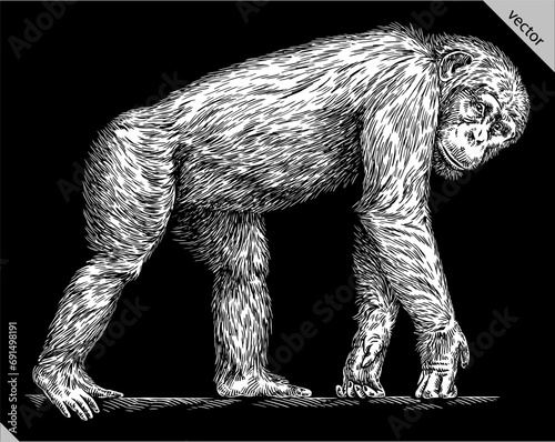 Vintage engraving isolated chimpanzee set illustration chimp ink sketch. Monkey background primate silhouette art. Black and white hand drawn vector image