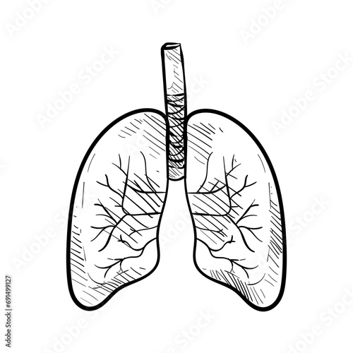 lung organs handdrawn illustration