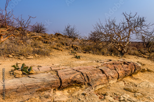 Petrified forest, Khorixas, Damaraland, Twyfelfontein, Namibia photo